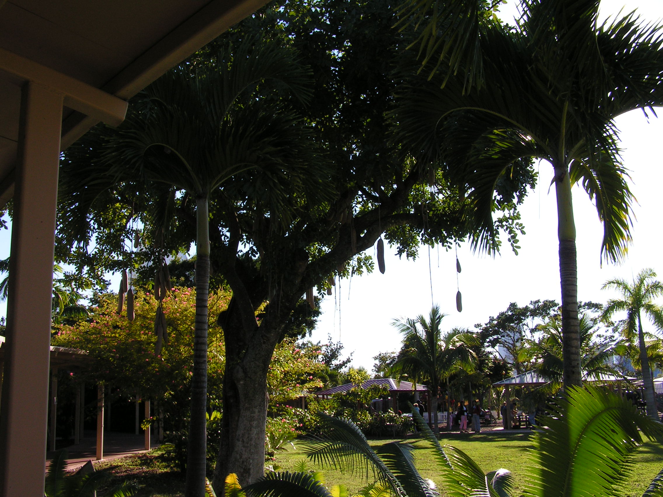 ./2006/Christmas/Parrot Jungle/PICT0325.JPG